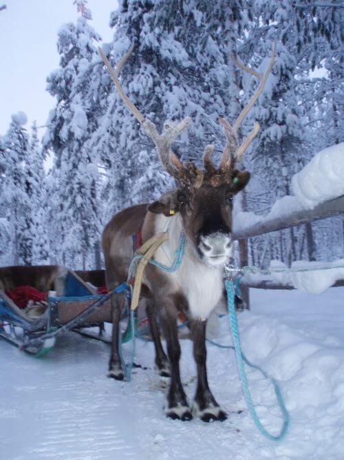 rendier fins lapland rendiertocht